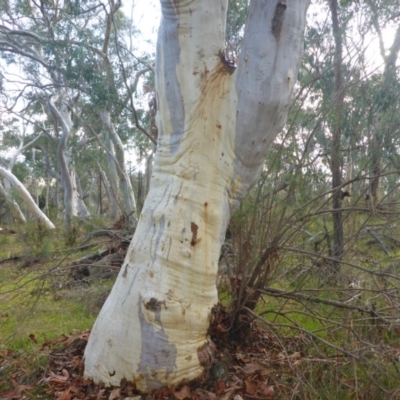 Eucalyptus rossii (Inland Scribbly Gum) at Hall, ACT - 6 May 2017 by JanetRussell