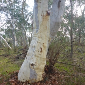 Eucalyptus rossii at Hall, ACT - 6 May 2017