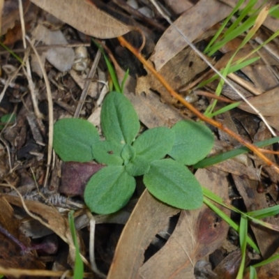 Pterostylis sp. (A Greenhood) at Hall, ACT - 6 May 2017 by JanetRussell