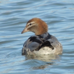 Chenonetta jubata (Australian Wood Duck) at Coombs, ACT - 7 May 2017 by MichaelBedingfield