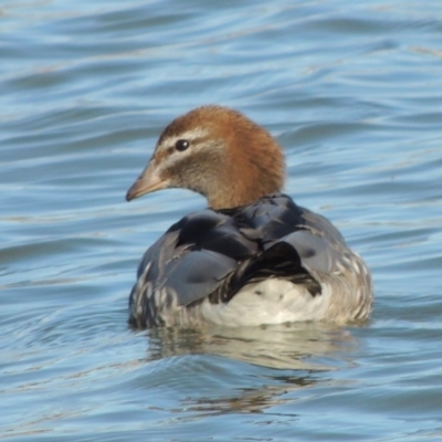 Chenonetta jubata (Australian Wood Duck) at Coombs, ACT - 7 May 2017 by michaelb