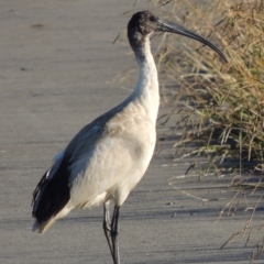 Threskiornis molucca (Australian White Ibis) at Coombs Ponds - 7 May 2017 by michaelb