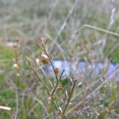 Lepidium ginninderrense (Ginninderra Peppercress) at Budjan Galindji (Franklin Grassland) Reserve - 4 May 2017 by patrickharvey