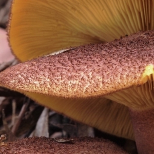 Tricholomopsis rutilans complex at Acton, ACT - 21 Apr 2017