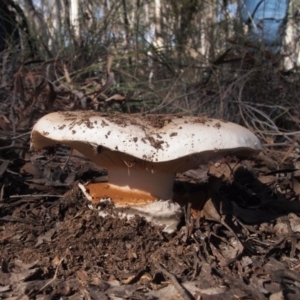 Austrocortinarius australiensis at Aranda, ACT - 7 May 2017 11:59 AM