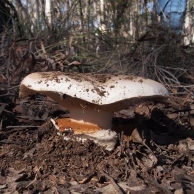 Austrocortinarius australiensis at Aranda, ACT - 7 May 2017 by Heino