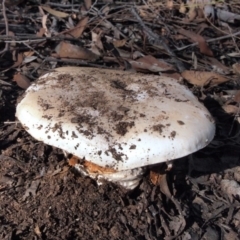 Austrocortinarius australiensis at Aranda, ACT - 7 May 2017