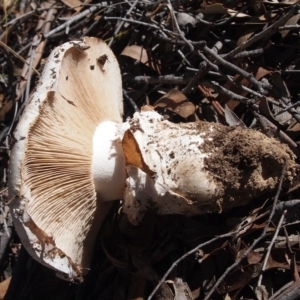 Austrocortinarius australiensis at Aranda, ACT - 7 May 2017 11:59 AM