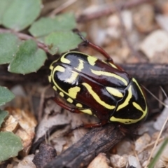 Eupoecila australasiae (Fiddler Beetle) at Macquarie, ACT - 24 Dec 2016 by Heino