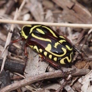 Eupoecila australasiae at Macquarie, ACT - 24 Dec 2016