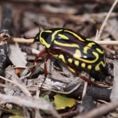 Eupoecila australasiae at Macquarie, ACT - 24 Dec 2016