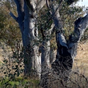 Petroica boodang at Molonglo River Reserve - 8 May 2017