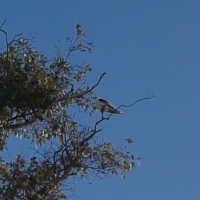 Elanus axillaris (Black-shouldered Kite) at Coombs, ACT - 8 May 2017 by lesleypeden