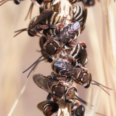 Lipotriches sp. (genus) (Halictid bee) at Macquarie, ACT - 16 Jan 2017 by Heino