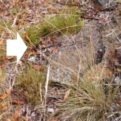Lipotriches sp. (genus) at Macquarie, ACT - 17 Jan 2017