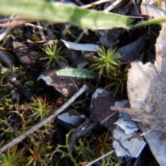 Caladenia atrovespa (Green-comb Spider Orchid) at Cook, ACT - 28 Apr 2017 by CathB