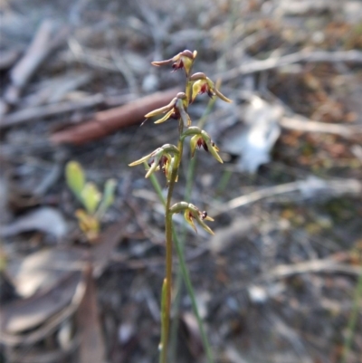 Corunastylis clivicola (Rufous midge orchid) at Mount Painter - 6 May 2017 by CathB