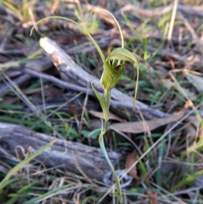 Diplodium laxum (Antelope greenhood) at Belconnen, ACT - 6 May 2017 by CathB