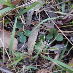 Diplodium laxum at Belconnen, ACT - 6 May 2017