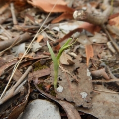 Diplodium truncatum (Little Dumpies, Brittle Greenhood) at Mount Painter - 25 Mar 2017 by CathB