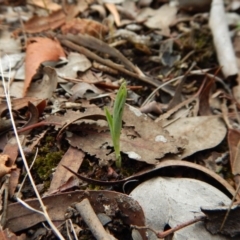 Diplodium truncatum at Cook, ACT - 25 Mar 2017