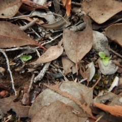 Diplodium truncatum at Cook, ACT - 25 Mar 2017