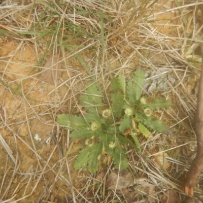 Solenogyne dominii (Smooth Solenogyne) at Braddon, ACT - 8 May 2017 by MichaelMulvaney