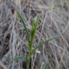 Bunochilus umbrinus (Broad-sepaled Leafy Greenhood) at Aranda Bushland - 6 May 2017 by CathB