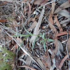 Bunochilus umbrinus (ACT) = Pterostylis umbrina (NSW) at suppressed - suppressed