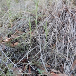 Bunochilus umbrinus (ACT) = Pterostylis umbrina (NSW) at suppressed - suppressed