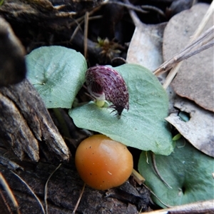 Corysanthes hispida at Point 4081 - suppressed