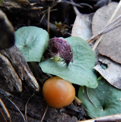 Corysanthes hispida (Bristly Helmet Orchid) at Aranda, ACT - 28 Apr 2017 by CathB