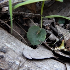 Corysanthes hispida at Point 4081 - suppressed