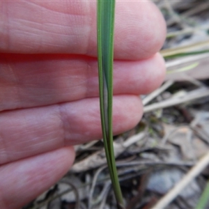 Lyperanthus suaveolens at Point 4081 - suppressed