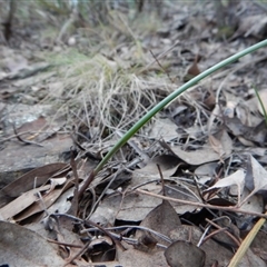 Lyperanthus suaveolens at Point 4081 - suppressed