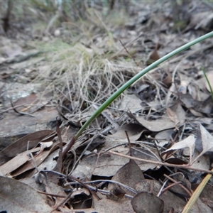 Lyperanthus suaveolens at Point 4081 - suppressed