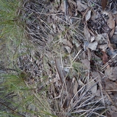 Lyperanthus suaveolens at Point 4081 - suppressed