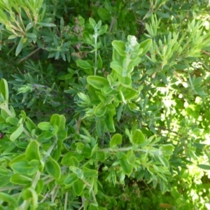 Rhagodia candolleana subsp. candolleana at Eden, NSW - 29 Apr 2017