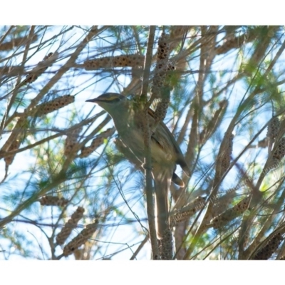 Caligavis chrysops (Yellow-faced Honeyeater) at Millingandi, NSW - 30 Apr 2017 by JulesPhotographer