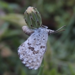 Lucia limbaria (Chequered Copper) at Conder, ACT - 3 Dec 2015 by MichaelBedingfield