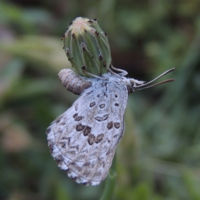 Lucia limbaria (Chequered Copper) at Conder, ACT - 3 Dec 2015 by MichaelBedingfield