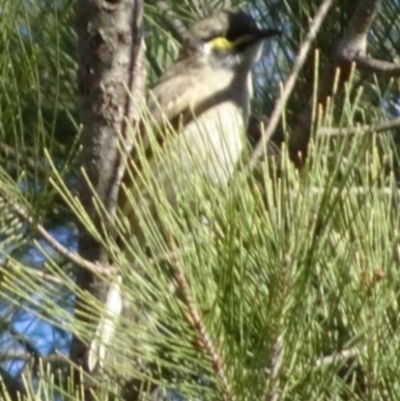 Caligavis chrysops (Yellow-faced Honeyeater) at Greenway, ACT - 8 May 2017 by SteveC