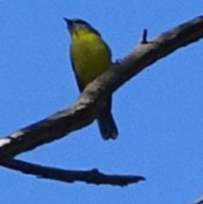 Eopsaltria australis (Eastern Yellow Robin) at Bullen Range - 8 May 2017 by SteveC