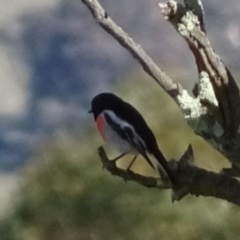 Petroica boodang (Scarlet Robin) at Greenway, ACT - 8 May 2017 by SteveC