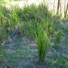 Imperata cylindrica (Blady Grass) at Bullen Range - 8 May 2017 by SteveC