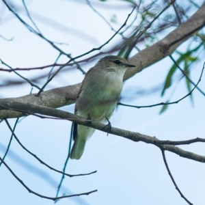 Microeca fascinans at Millingandi, NSW - 12 Mar 2017