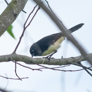 Microeca fascinans at Millingandi, NSW - 12 Mar 2017 05:02 AM