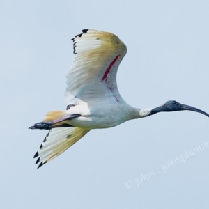 Threskiornis molucca at Millingandi, NSW - 17 Mar 2017