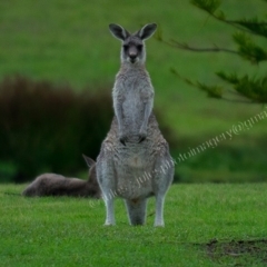 Macropus giganteus (Eastern Grey Kangaroo) at Millingandi, NSW - 25 Mar 2017 by JulesPhotographer