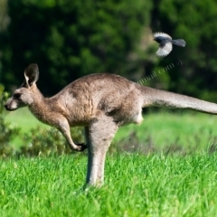 Macropus giganteus at Millingandi, NSW - 26 Mar 2017